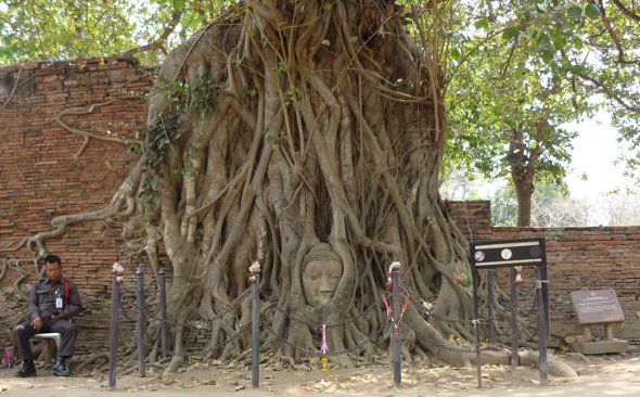 Buddha head in tree, Ayutthaya, Thailand