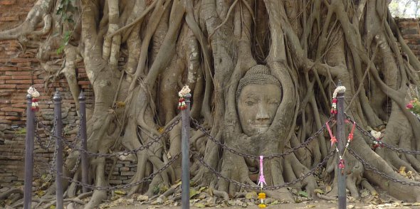 Ayutthaya stone Buddha head in tree roots