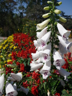 queen-sirikit-botanical-gardens-chiang-mai-2