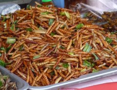 eating insects in Thailand