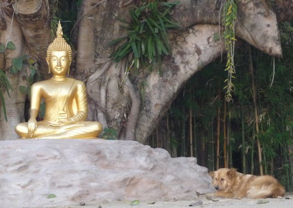 Buddha and resting dog at temple in Thailand