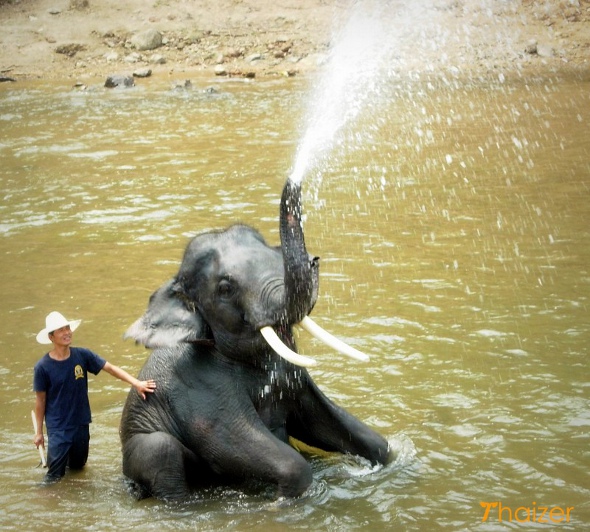 Thai elephant enjoying an afternoon soak in northern Thailand