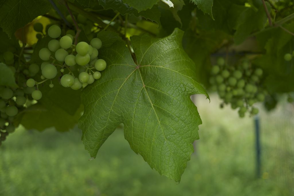 bodegas wineries Spain Spanish Rioja Ribera visit tour tasting