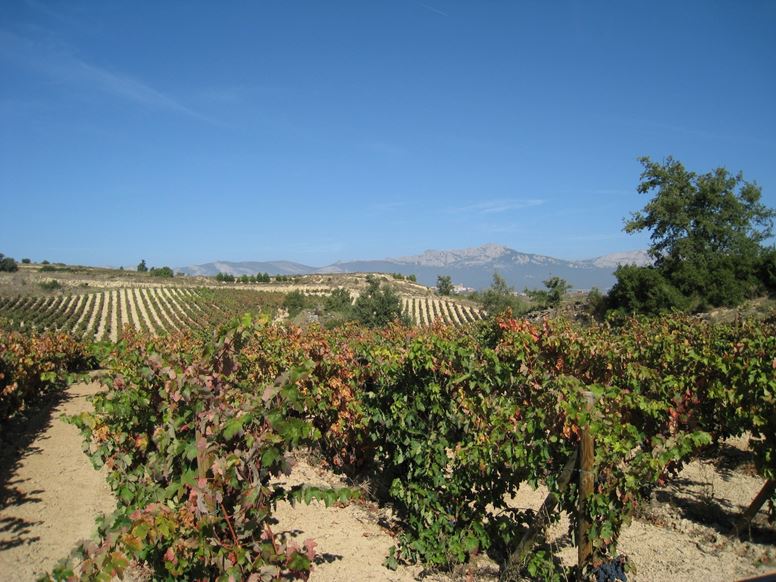 winery bodega vineyard vinedos premio penin parker points Spain tour
