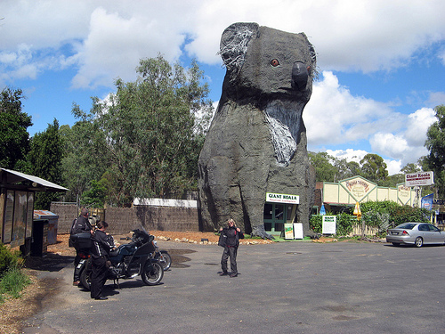 giant koala dadswells bridge