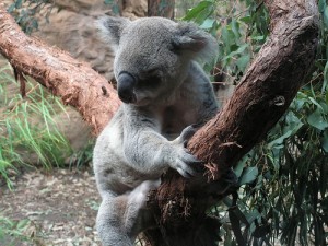 sydney wildlife world