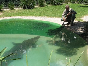 sydney reptile park giant croc