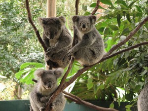 tarong zoo sydney view