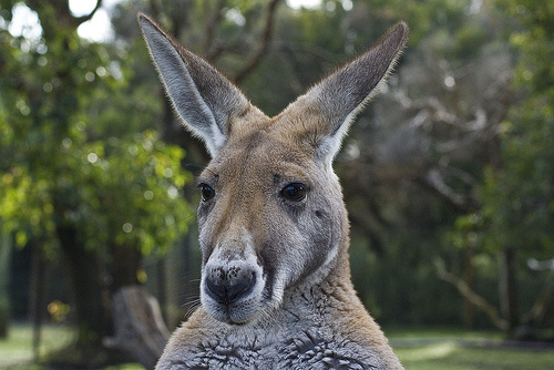 kangaroo native australian animal