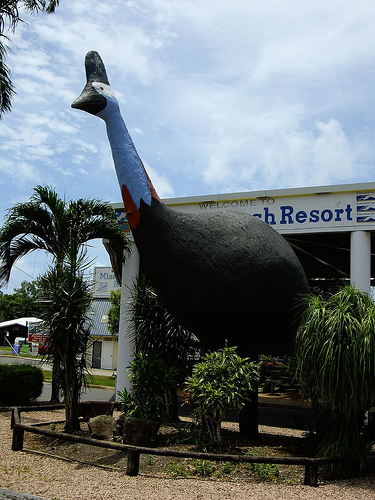 big cassowary mission beach