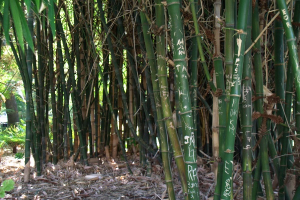 perth bamboo