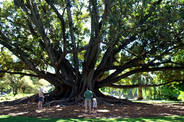 kings park giant tree