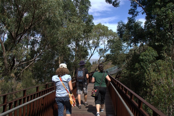 kings park treetop walk