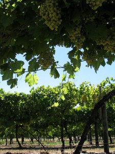 swan valley grapes