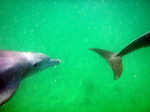 split dolphin