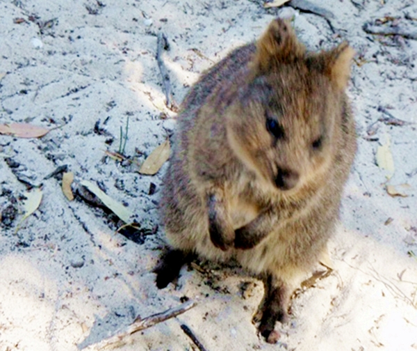 quokka sitting