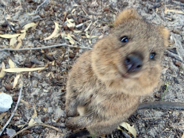 quokka standing up