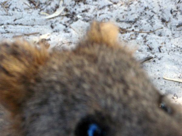 the eye of the quokka