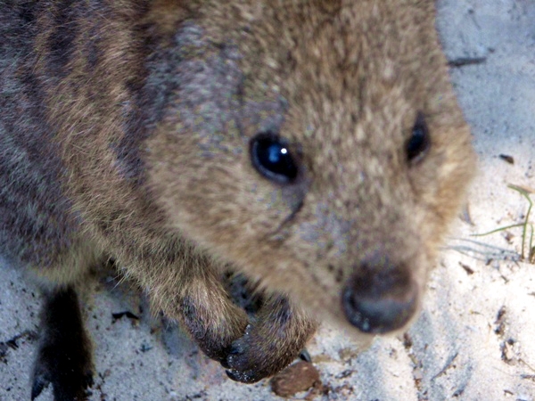 quokka up close