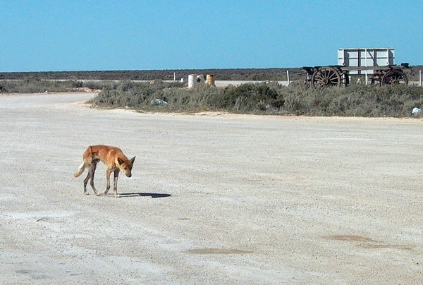 nullarbor people