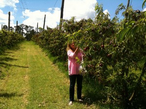 fruit picking