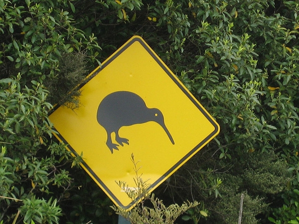 kiwi