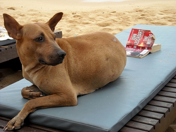 beach lounge