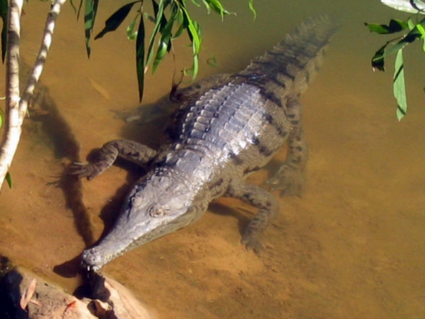 crocodile