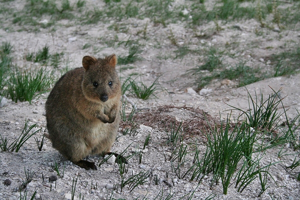 quokka