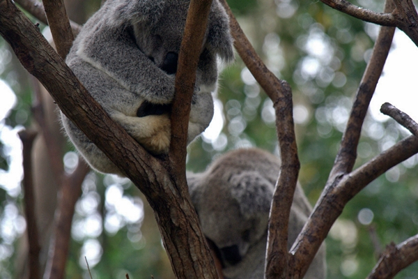 koalas at Currumbin