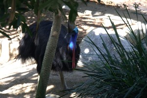 cassowary