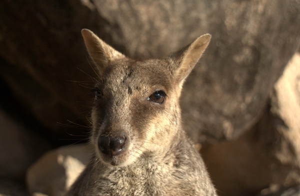 wallaby-face