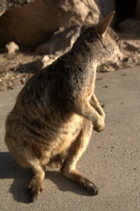 shy wallaby