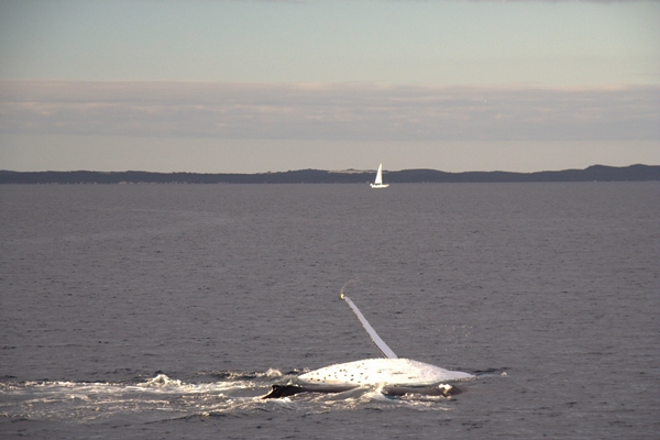 whale backstroking