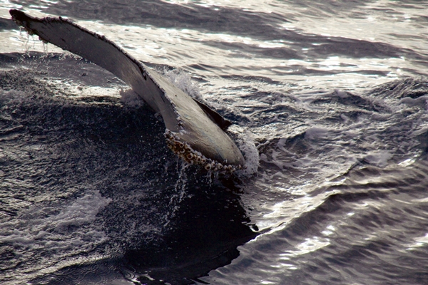 whale fin