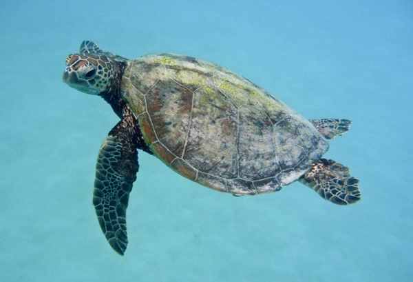 sea turtle