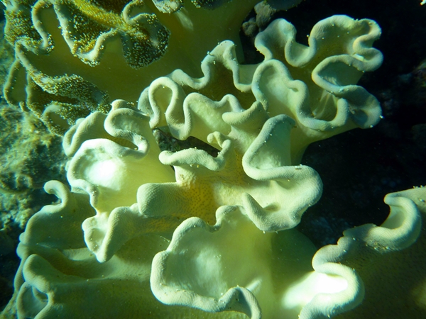 yellow coral