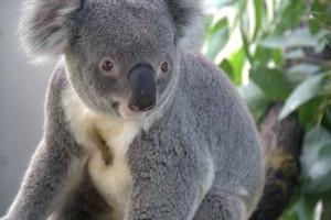 koala at wildlife habitat