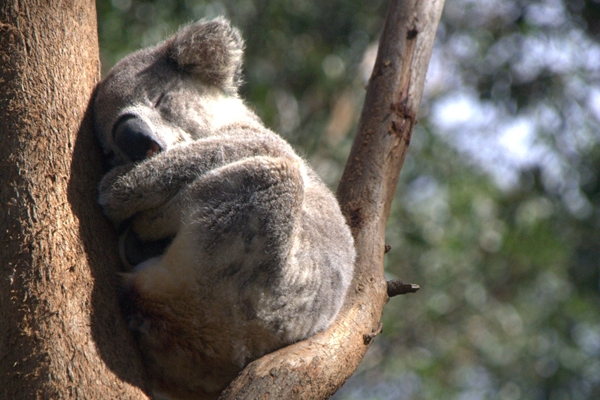 koala hospital