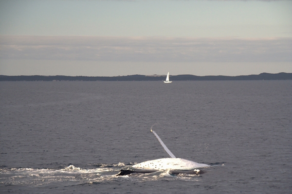 whale watching in Hervey Bay