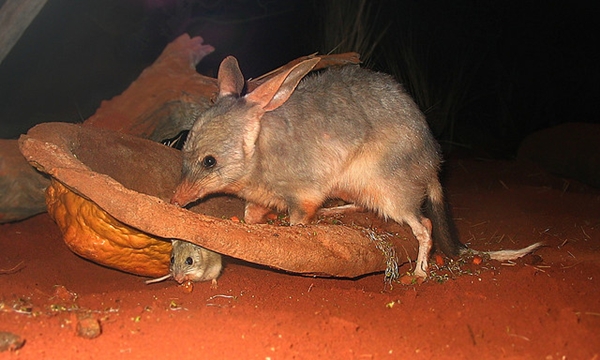 bilby