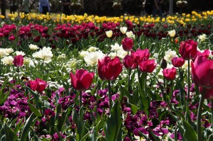 Floriade Festival in Cairns