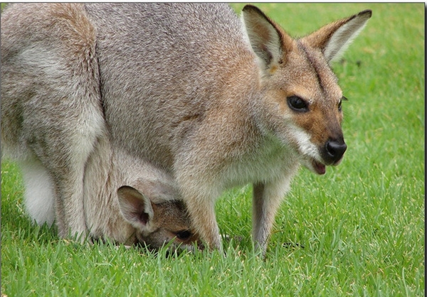 wallaby