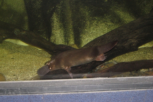 platypus