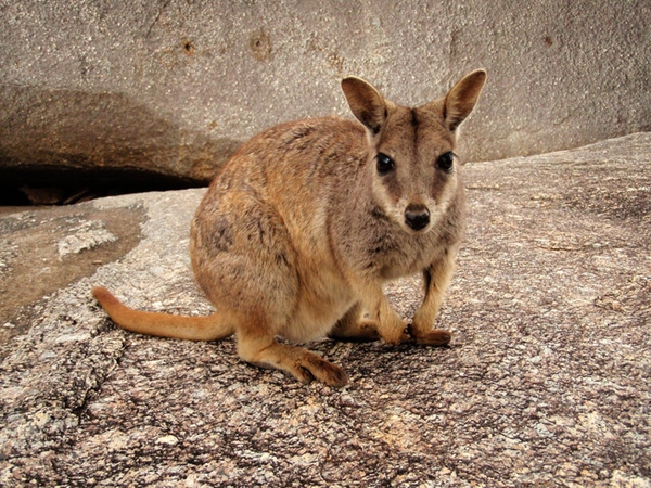 Rock Wallaby