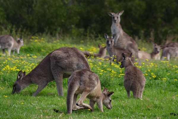 Kangaroos in Hunter Valley