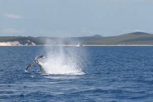 whale-watching