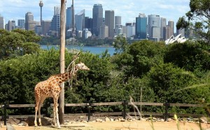 taronga