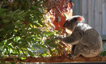 Lone Pine Koala Eating