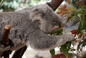 Koala